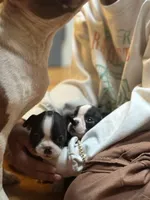 Akc Boston Terrier Male, a male Boston Terrier for sale in East Weymouth, MA – Photo 2 of 8