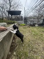 Tiny Tiny Tinkerbell Pedigree , a female Boston Terrier for sale in East Weymouth, MA – 4 of 10