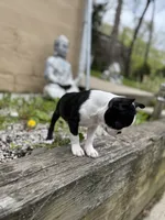Tiny Tiny Tinkerbell Pedigree , a female Boston Terrier for sale in East Weymouth, MA – 5 of 10