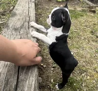 Tiny Tiny Tinkerbell Pedigree , a female Boston Terrier for sale in East Weymouth, MA – 6 of 10