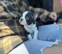 Tiny Tiny Tinkerbell Pedigree , a female Boston Terrier for sale in East Weymouth, MA – 8 of 10
