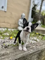 Tiny Tiny Tinkerbell Pedigree , a female Boston Terrier for sale in East Weymouth, MA – 1 of 10