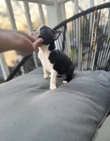 Tiny Tiny Tinkerbell Pedigree , a female Boston Terrier for sale in East Weymouth, MA – 9 of 10