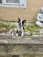 Tiny 10 week Boston AKC , a female Boston Terrier for sale in East Weymouth, MA – 2 of 9