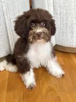Hershey, a female Poodle - Miniature  for sale in Downers Grove, IL – 1 of 1