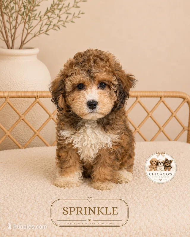 Sprinkle – Shihpoo puppy for sale in Downers Grove, IL