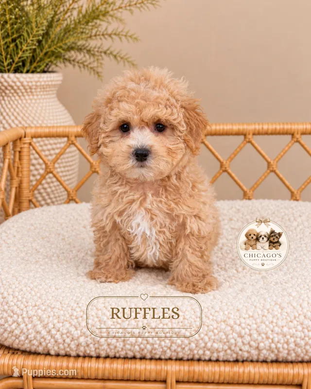 Ruffles – Maltipoo puppy for sale in Downers Grove, IL