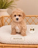 Ruffles, a male Maltipoo for sale in Downers Grove, IL – 1 of 2