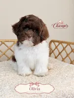 Olivia, a female Shihpoo for sale in Downers Grove, IL – 1 of 2