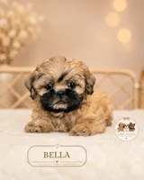 Bella, a female Shih Tzu for sale in Elmhurst, IL – 2 of 2