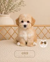 Gigi, a female Maltipoo for sale in Downers Grove, IL – 1 of 1