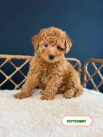 Peppeemint, a male Poodle - Toy  for sale in Elmhurst, IL – Photo 2 of 3