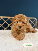 Peppeemint, a male Poodle - Toy  for sale in Elmhurst, IL – Photo 1 of 3