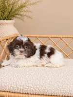 Venice, a female Shih Tzu for sale in Downers Grove, IL – 2 of 2