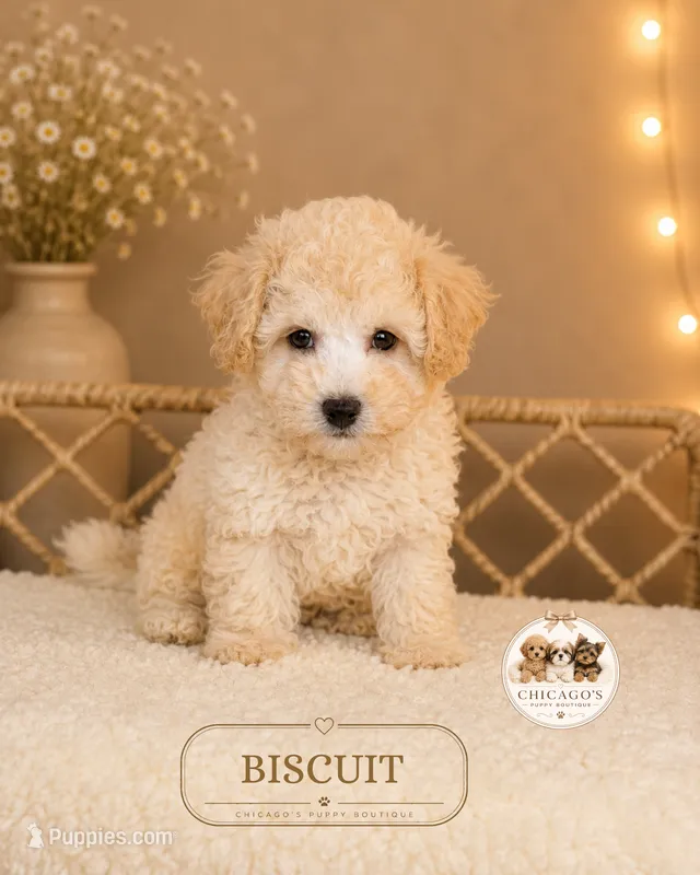 Biscuit – Maltipoo puppy for sale in Elmhurst, IL