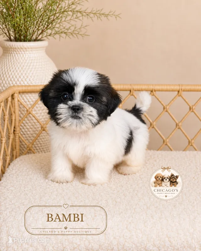 Bambi – Shih Tzu puppy for sale in Downers Grove, IL
