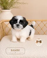 Bambi, a male Shih Tzu for sale in Downers Grove, IL – 1 of 2