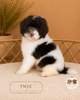 Twix, a male Poodle - Toy  for sale in Downers Grove, IL – 3 of 3
