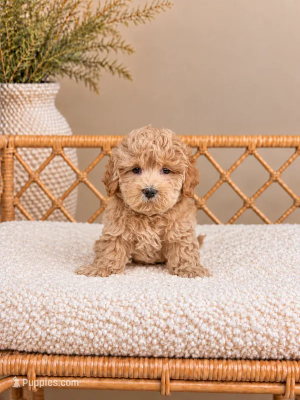 Truffle – Maltipoo puppy for sale in Downers Grove, IL