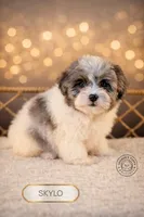 Skylo, a male Shihpoo for sale in Elmhurst, IL – Photo 2 of 2