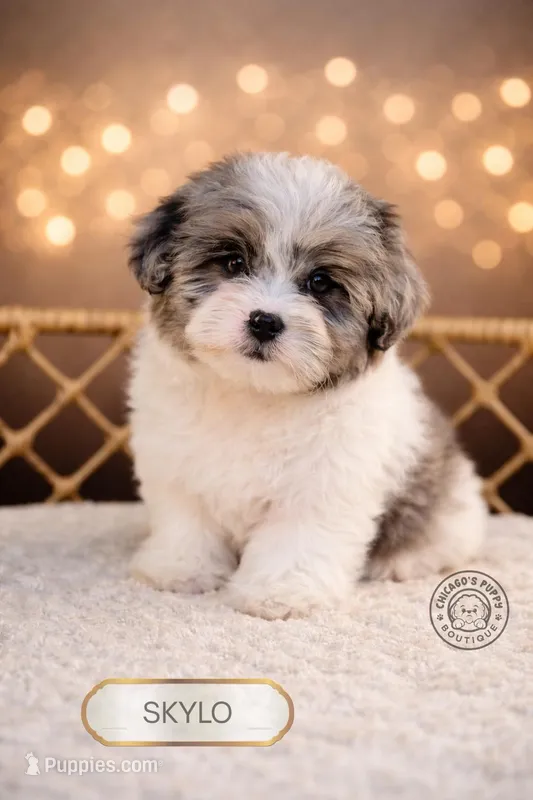 Skylo – Shihpoo puppy for sale in Elmhurst, IL