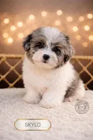 Skylo, a male Shihpoo for sale in Elmhurst, IL – Photo 1 of 2