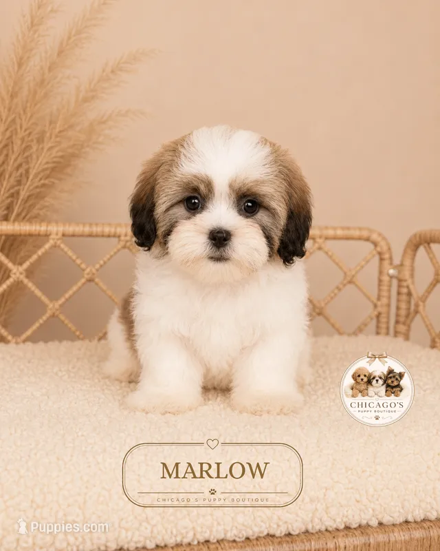 Marlow  – Shih Tzu puppy for sale in Elmhurst, IL