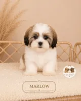 Marlow , a male Shih Tzu for sale in Elmhurst, IL – 1 of 2