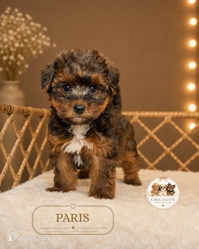 Paris – Shihpoo puppy for sale in Elmhurst, IL