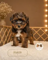 Paris, a female Shihpoo for sale in Elmhurst, IL – 1 of 2