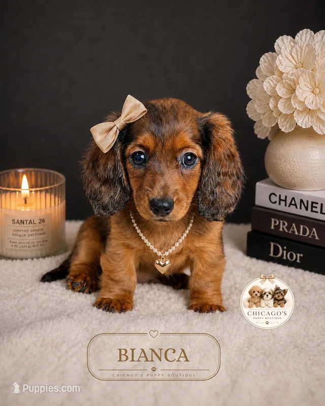 Bianca – Miniature Dachshund puppy for sale in Elmhurst, IL