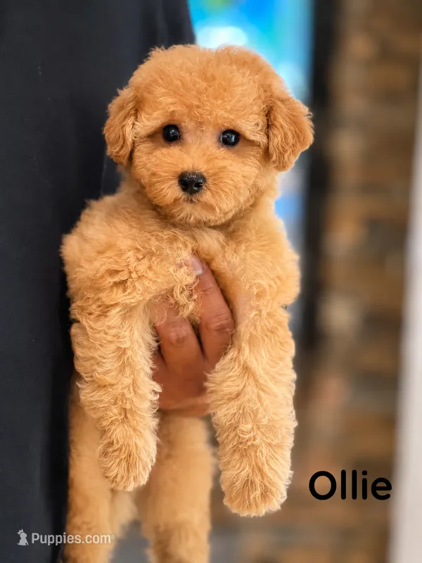 Ollie – Maltipoo puppy for sale in Downers Grove, IL