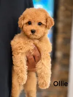 Ollie, a male Maltipoo for sale in Downers Grove, IL – 1 of 1