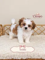 Teddy, a male Shihpoo for sale in Downers Grove, IL – 2 of 2
