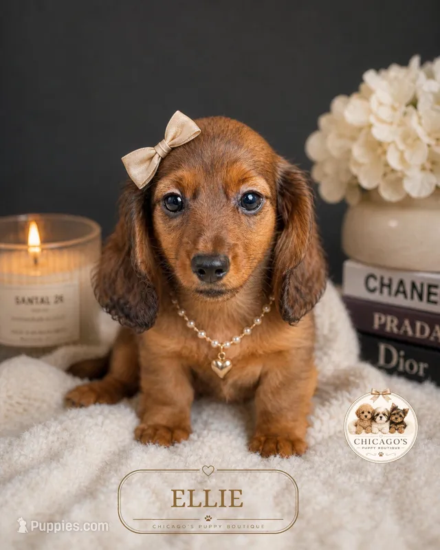 Ellie, a female Miniature Dachshund for sale in Elmhurst, IL – Photo 1 of 1