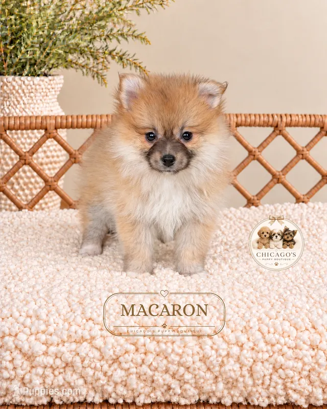 Macaron – Pomeranian puppy for sale in Downers Grove, IL