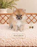 Macaron, a female Pomeranian for sale in Downers Grove, IL – 1 of 2