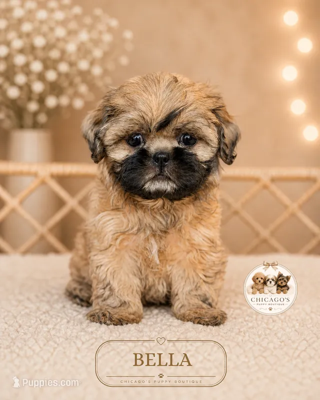 Bella – Shih Tzu puppy for sale in Elmhurst, IL