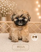 Bella, a female Shih Tzu for sale in Elmhurst, IL – 1 of 2