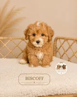 Biscoff, a male Maltipoo for sale in Elmhurst, IL – 2 of 2