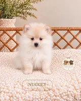 Nugget, a male Pomeranian for sale in Downers Grove, IL – 2 of 2