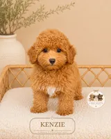 Kenzie, a female Poodle - Miniature  for sale in Downers Grove, IL – 2 of 2
