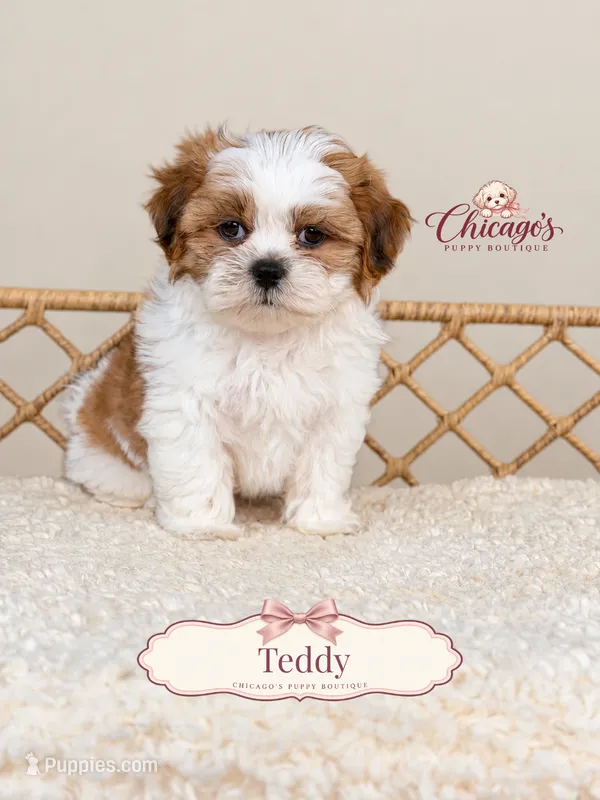 Teddy – Shihpoo puppy for sale in Downers Grove, IL