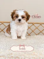 Teddy, a male Shihpoo for sale in Downers Grove, IL – 1 of 2