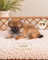 Candy, a female Pomeranian for sale in Downers Grove, IL – 2 of 2