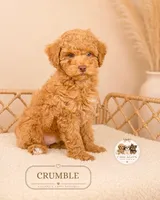 Crumble, a male Poodle - Miniature  for sale in Downers Grove, IL – 2 of 2