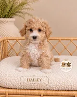 Hailey, a female Maltipoo for sale in Downers Grove, IL – 2 of 2