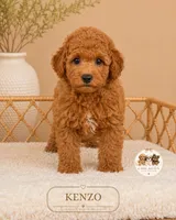 Kenzo, a male Poodle - Miniature  for sale in Downers Grove, IL – 2 of 2