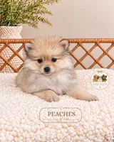 Peaches, a female Pomeranian for sale in Downers Grove, IL – 2 of 2