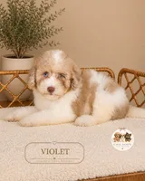 Violet, a female Poodle - Miniature  for sale in Downers Grove, IL – 2 of 2